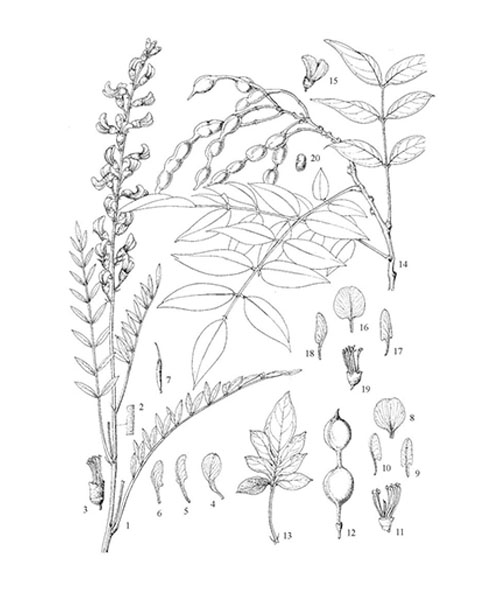 Hình ảnh mô tả hoa hòe